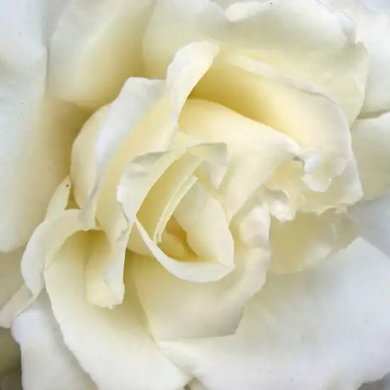 Comanda trandafiri online - Alb - trandafir teahibrid - trandafir cu parfum discret - Rosa Mythos® - Hans Jürgen Evers - ,-